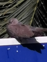 Streptopelia decaocto
