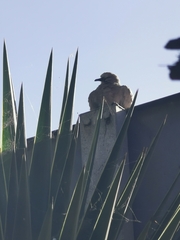 Streptopelia decaocto
