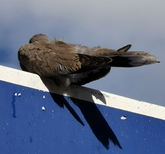 Streptopelia decaocto