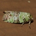 Dyar's Lichen Moth - Photo (c) Royal Tyler, some rights reserved (CC BY-NC-SA), uploaded by Royal Tyler