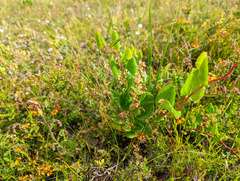 Muehlenbeckia adpressa