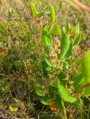 Muehlenbeckia adpressa