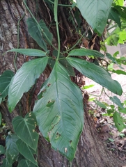 Syngonium angustatum