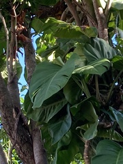 Epipremnum