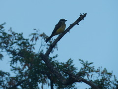 Tyrannus melancholicus