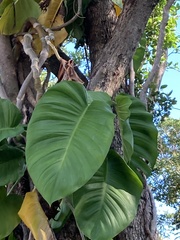 Epipremnum