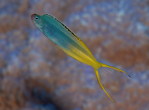 Bicolor fangblenny (Plagiotremus laudandus) — Blenniidae — 2