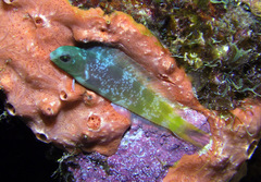 Blenniinae