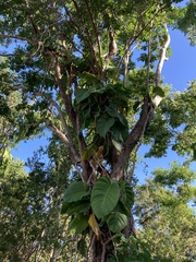 Epipremnum