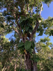 Epipremnum