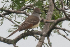 Myiarchus tyrannulus