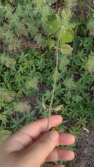 Stigmaphyllon bonariense