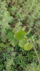 Stigmaphyllon bonariense