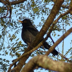 Turdus flavipes