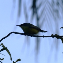 Todirostrum cinereum