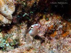 Aspidontus dussumieri