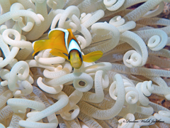 Amphiprion bicinctus