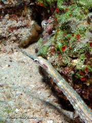 Corythoichthys schultzi