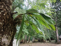 Catasetum integerrimum