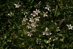 Lobelia oligophylla