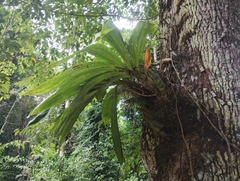 Catasetum integerrimum