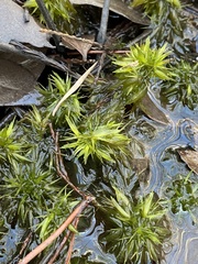 Sphagnum macrophyllum