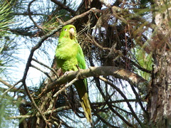 Psittacara leucophthalmus