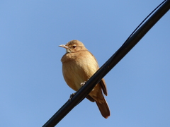 Furnarius rufus