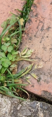 Poa annua