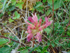 Astragalus monspessulanus