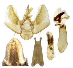 Eupithecia nonanticaria