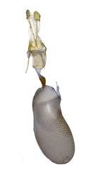 Eupithecia albicapitata