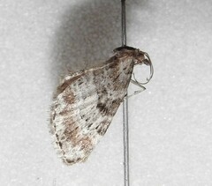 Eupithecia albicapitata