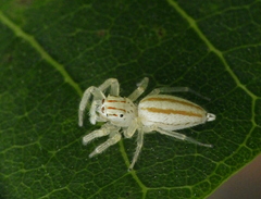Chira