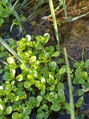 Nasturtium officinale