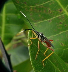 Holhymenia histrio
