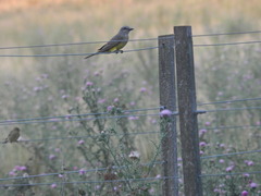 Tyrannus melancholicus