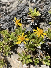 Grindelia chiloensis
