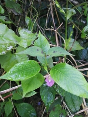 Impatiens tripetala