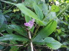 Impatiens tripetala
