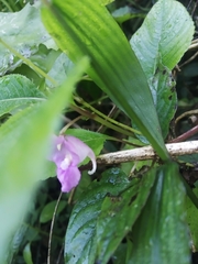 Impatiens tripetala