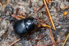 Phelotrupes formosanus