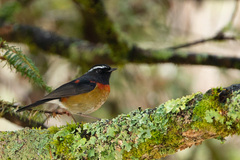 Tarsiger johnstoniae