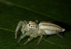 Chira