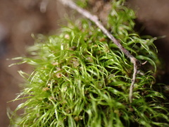 Dicranella heteromalla