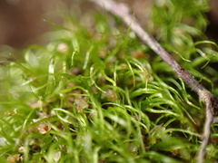 Dicranella heteromalla