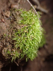 Dicranella heteromalla