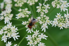 Phasia hemiptera