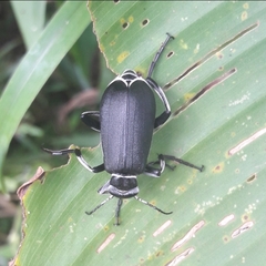 Epicauta vidua