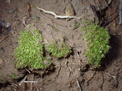 Dicranella heteromalla